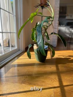 Philodendron Jerry Horne