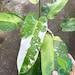 Philodendron Jose Buono Variegated