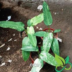 Philodendron Jose Buono Variegated