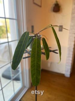 Philodendron Patriciae with 5 beautiful leaves and one on its way. The largest leaf is about 14 inches long