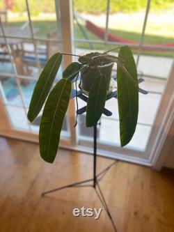Philodendron Patriciae with 5 beautiful leaves and one on its way. The largest leaf is about 14 inches long