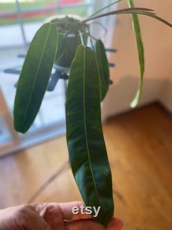 Philodendron Patriciae with 5 beautiful leaves and one on its way. The largest leaf is about 14 inches long