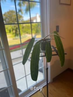 Philodendron Patriciae with 5 beautiful leaves and one on its way. The largest leaf is about 14 inches long