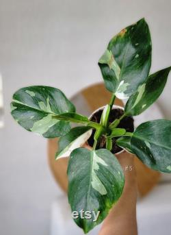 Philodendron White Wizard 4
