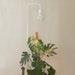 Pianta Grow Light And Adjustable Floor Lamp