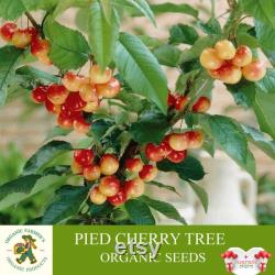 Pied Cherry Tree Organic Seeds, 5 Count Pied Cherry Tree Seed, Cherry Tree Plant Seeds for Garden and Pot, Non-GMO Heirloom