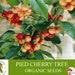 Pied Cherry Tree Organic Seeds, 5 Count Pied Cherry Tree Seed, Cherry Tree Plant Seeds For Garden And Pot, Non-gmo Heirloom