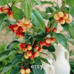 Pied Cherry Tree Organic Seeds, 5 Count Pied Cherry Tree Seed, Cherry Tree Plant Seeds for Garden and Pot, Non-GMO Heirloom
