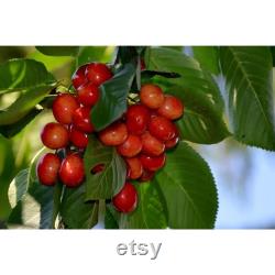 Pied Cherry Tree Organic Seeds, 5 Count Pied Cherry Tree Seed, Cherry Tree Plant Seeds for Garden and Pot, Non-GMO Heirloom