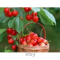 Pied Cherry Tree Organic Seeds, 5 Count Pied Cherry Tree Seed, Cherry Tree Plant Seeds for Garden and Pot, Non-GMO Heirloom