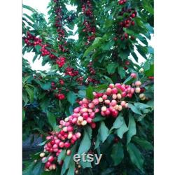 Pied Cherry Tree Organic Seeds, 5 Count Pied Cherry Tree Seed, Cherry Tree Plant Seeds for Garden and Pot, Non-GMO Heirloom