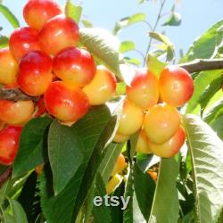 Pied Cherry Tree Organic Seeds, 5 Count Pied Cherry Tree Seed, Cherry Tree Plant Seeds for Garden and Pot, Non-GMO Heirloom