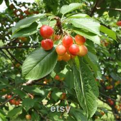 Pied Cherry Tree Organic Seeds, 5 Count Pied Cherry Tree Seed, Cherry Tree Plant Seeds for Garden and Pot, Non-GMO Heirloom