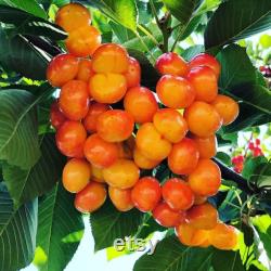 Pied Cherry Tree Organic Seeds, 5 Count Pied Cherry Tree Seed, Cherry Tree Plant Seeds for Garden and Pot, Non-GMO Heirloom