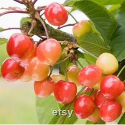 Pied Cherry Tree Organic Seeds, 5 Count Pied Cherry Tree Seed, Cherry Tree Plant Seeds for Garden and Pot, Non-GMO Heirloom