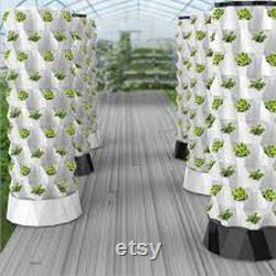 Pineapple hydroponic growing system