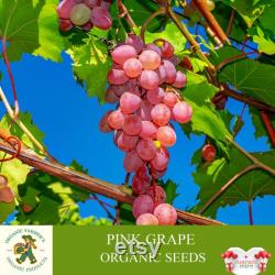 Pink Grape Organic Seeds, 10 Count Pink Grape Seed, Pink Grape Plant for Garden and Pot, Non-GMO Heirloom, Open Pollination