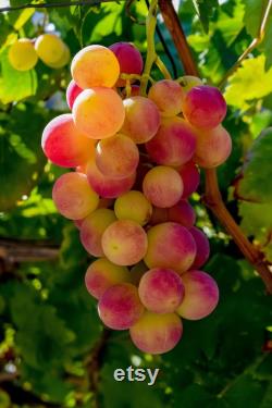 Pink Grape Organic Seeds, 10 Count Pink Grape Seed, Pink Grape Plant for Garden and Pot, Non-GMO Heirloom, Open Pollination