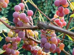Pink Grape Organic Seeds, 10 Count Pink Grape Seed, Pink Grape Plant for Garden and Pot, Non-GMO Heirloom, Open Pollination