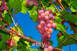 Pink Grape Organic Seeds, 10 Count Pink Grape Seed, Pink Grape Plant for Garden and Pot, Non-GMO Heirloom, Open Pollination