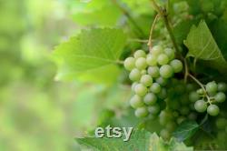 Pink Grape Organic Seeds, 10 Count Pink Grape Seed, Pink Grape Plant for Garden and Pot, Non-GMO Heirloom, Open Pollination