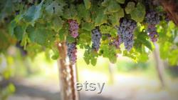 Pink Grape Organic Seeds, 10 Count Pink Grape Seed, Pink Grape Plant for Garden and Pot, Non-GMO Heirloom, Open Pollination