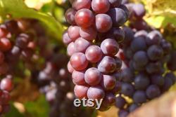 Pink Grape Organic Seeds, 10 Count Pink Grape Seed, Pink Grape Plant for Garden and Pot, Non-GMO Heirloom, Open Pollination