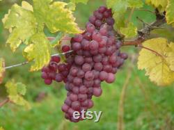 Pink Grape Organic Seeds, 10 Count Pink Grape Seed, Pink Grape Plant for Garden and Pot, Non-GMO Heirloom, Open Pollination