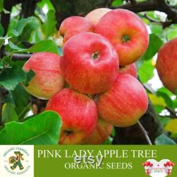 Pink Lady Apple Tree Organic Seeds, 5 Count Apple Tree Seed, Red Apple Tree Plant Seeds for Garden and Pot, Non-GMO Heirloom