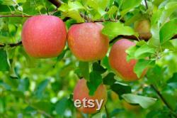 Pink Lady Apple Tree Organic Seeds, 5 Count Apple Tree Seed, Red Apple Tree Plant Seeds for Garden and Pot, Non-GMO Heirloom