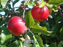 Pink Lady Apple Tree Organic Seeds, 5 Count Apple Tree Seed, Red Apple Tree Plant Seeds for Garden and Pot, Non-GMO Heirloom
