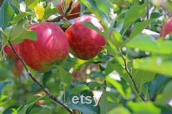 Pink Lady Apple Tree Organic Seeds, 5 Count Apple Tree Seed, Red Apple Tree Plant Seeds for Garden and Pot, Non-GMO Heirloom