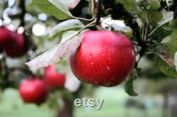 Pink Lady Apple Tree Organic Seeds, 5 Count Apple Tree Seed, Red Apple Tree Plant Seeds for Garden and Pot, Non-GMO Heirloom