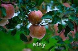 Pink Lady Apple Tree Organic Seeds, 5 Count Apple Tree Seed, Red Apple Tree Plant Seeds for Garden and Pot, Non-GMO Heirloom