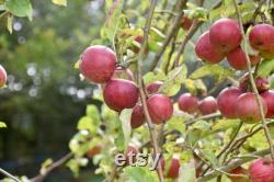 Pink Lady Apple Tree Organic Seeds, 5 Count Apple Tree Seed, Red Apple Tree Plant Seeds for Garden and Pot, Non-GMO Heirloom