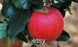 Pink Lady Apple Tree Organic Seeds, 5 Count Apple Tree Seed, Red Apple Tree Plant Seeds for Garden and Pot, Non-GMO Heirloom