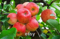 Pink Lady Apple Tree Organic Seeds, 5 Count Apple Tree Seed, Red Apple Tree Plant Seeds for Garden and Pot, Non-GMO Heirloom
