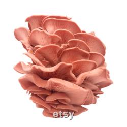 Pink Oyster Liquid Culture Pleurotus Djamor Grow Mushrooms At Home With Instructions