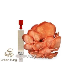 Pink Oyster Liquid Culture Pleurotus Djamor Grow Mushrooms At Home With Instructions