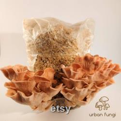 Pink Oyster Liquid Culture Pleurotus Djamor Grow Mushrooms At Home With Instructions