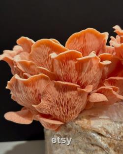 Pink Oyster Mushroom Grain Spawn (2 lb)