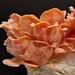 Pink Oyster Mushroom Grain Spawn (2 Lb)