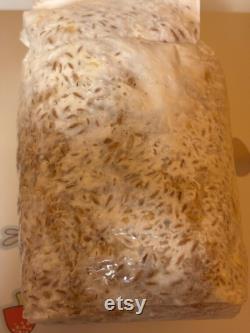 Pink Oyster Mushroom Grain Spawn (2 lb)
