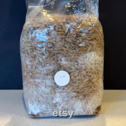 Pink Oyster Mushroom Grain Spawn (2 lb)
