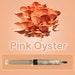 Pink Oyster Mushroom Liquid Culture