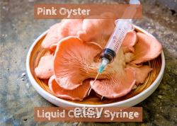 Pink Oyster Mushroom Liquid Culture Syringe for Grain Spawn, Hardwood, and Mushroom Cultivation Indoor Herb Gardens and Mushroom Grow Kits