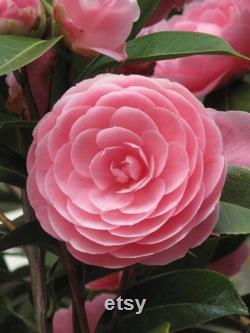 Pink Perfection Camellia Flower Plant