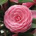 Pink Perfection Camellia Flower Plant