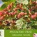 Pistachio Tree Organic Seeds, 10 Count Pistachio Tree Seed, Pistachio Plant For Garden And Pot, Non-gmo Heirloom, Open Pollination