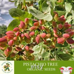Pistachio Tree Organic Seeds, 10 Count Pistachio Tree Seed, Pistachio Plant for Garden and Pot, Non-GMO Heirloom, Open Pollination